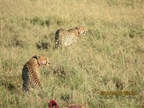 Click for large image