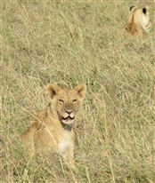 Click for large image