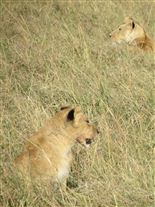 Click for large image