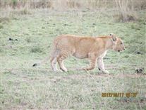 Click for large image