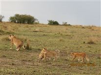 Click for large image