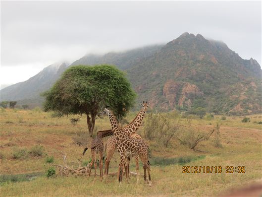 Click for large image