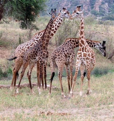 Click for large image