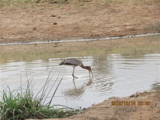 Click for large image