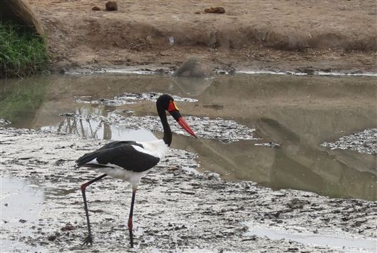 Click for large image