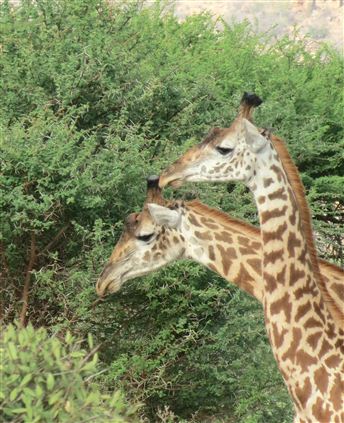 Click for large image