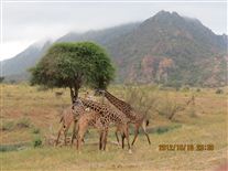 Click for large image