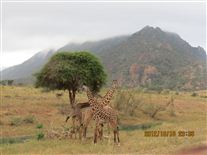 Click for large image