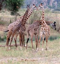 Click for large image