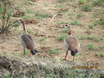 Click for large image