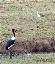 Click for large image