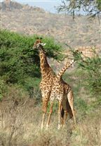 Click for large image