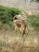 Click for large image