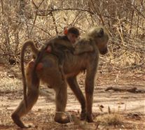 Click for large image