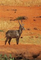 Click for large image