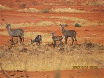 Click for large image