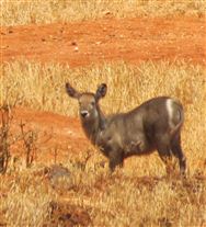 Click for large image