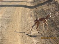 Click for large image