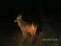 Click for large image