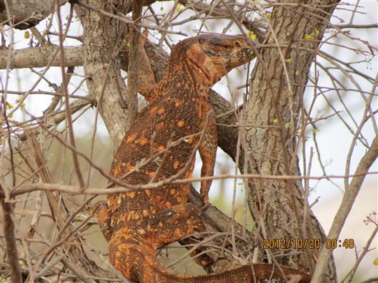 Click for large image