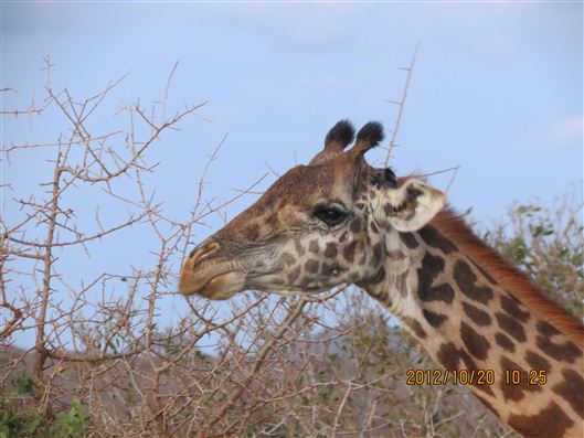 Click for large image